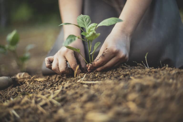 Plantning af plante